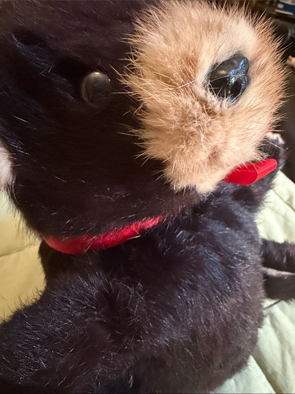 Black and Tan vintage mink bear Toy with Red Collar